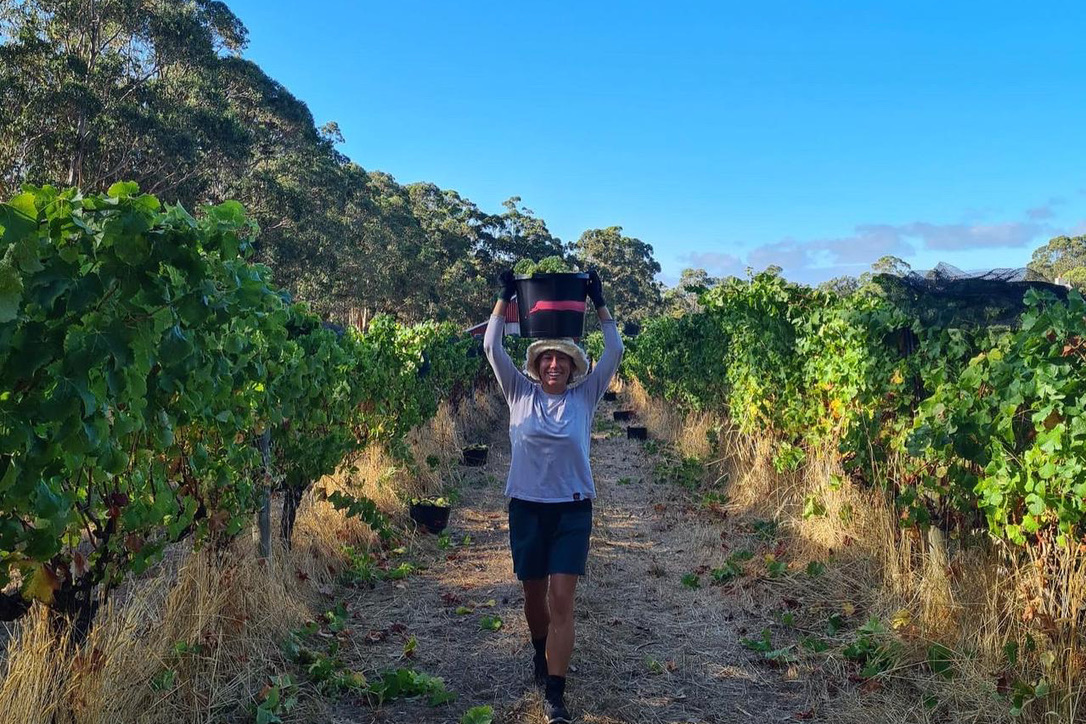 Woman carrying a bucket of grapes on her head